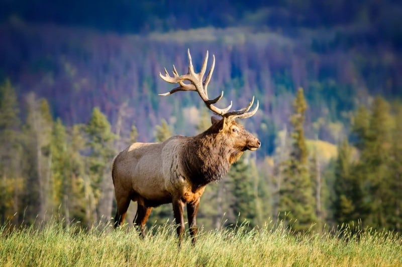 Elk in the Woods